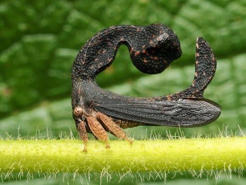 【閲覧注意】不思議・奇妙な昆虫が集まるトピ