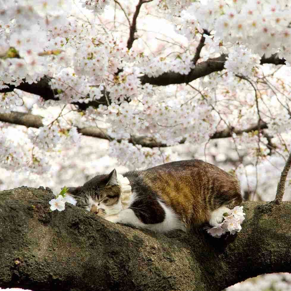 春っぽい画像を貼って春を待つ