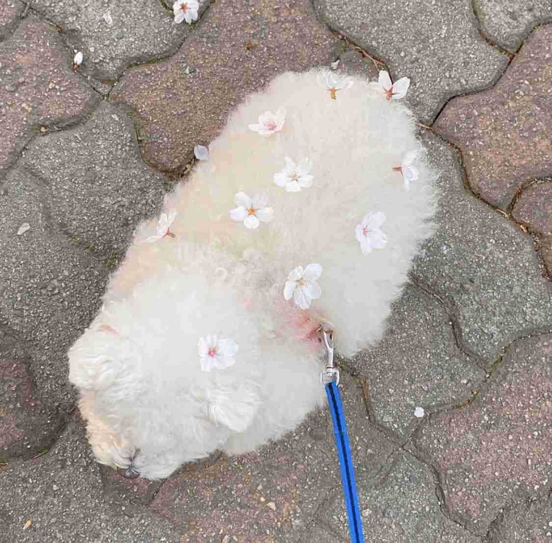 春っぽい画像を貼って春を待つ