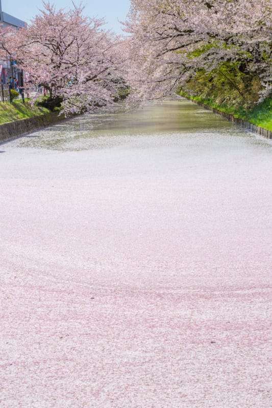 春っぽい画像を貼って春を待つ