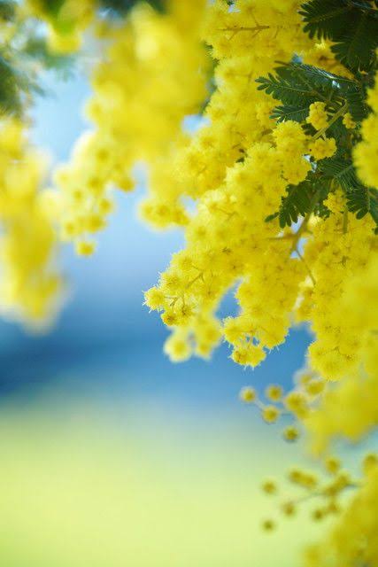 春っぽい画像を貼って春を待つ