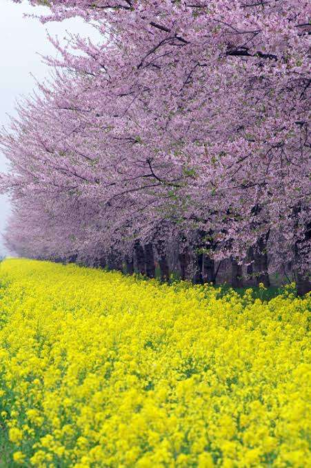 春っぽい画像を貼って春を待つ