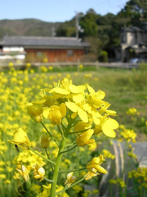 春っぽい画像を貼って春を待つ
