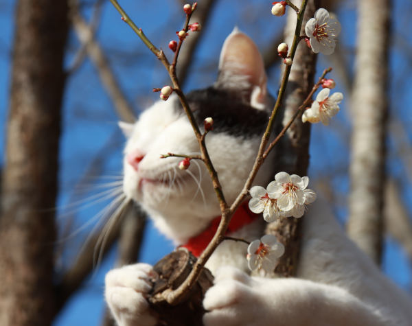 春っぽい画像を貼って春を待つ