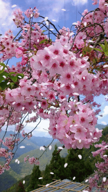 春っぽい画像を貼って春を待つ
