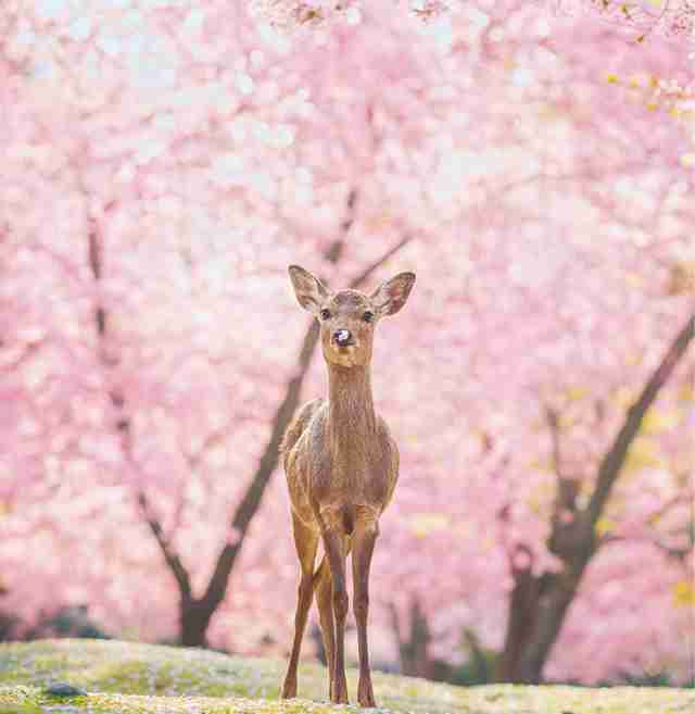 春っぽい画像を貼って春を待つ