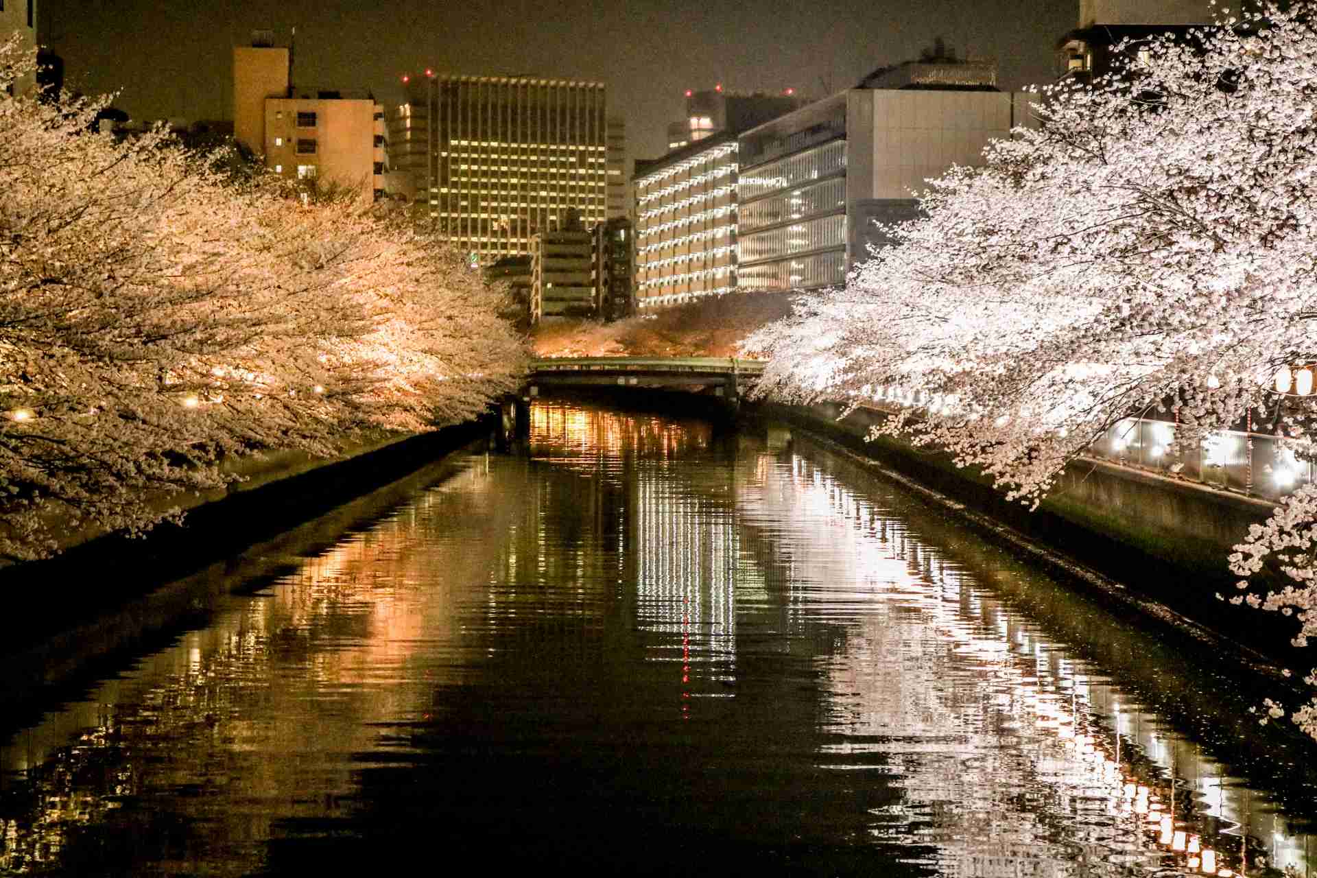 春っぽい画像を貼って春を待つ