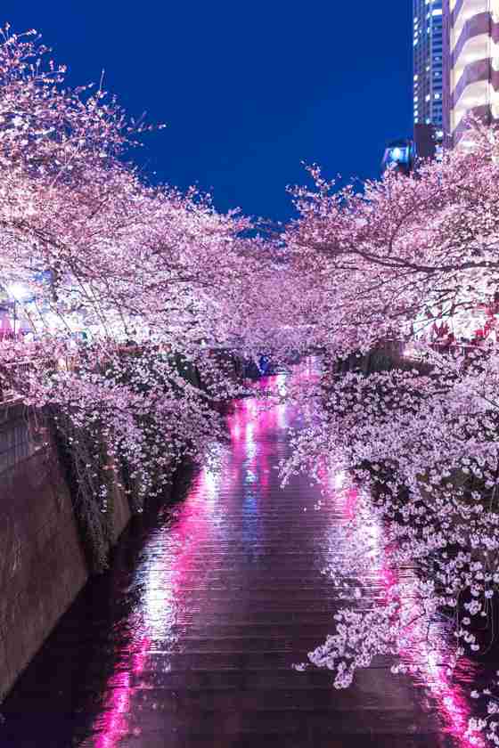 春っぽい画像を貼って春を待つ