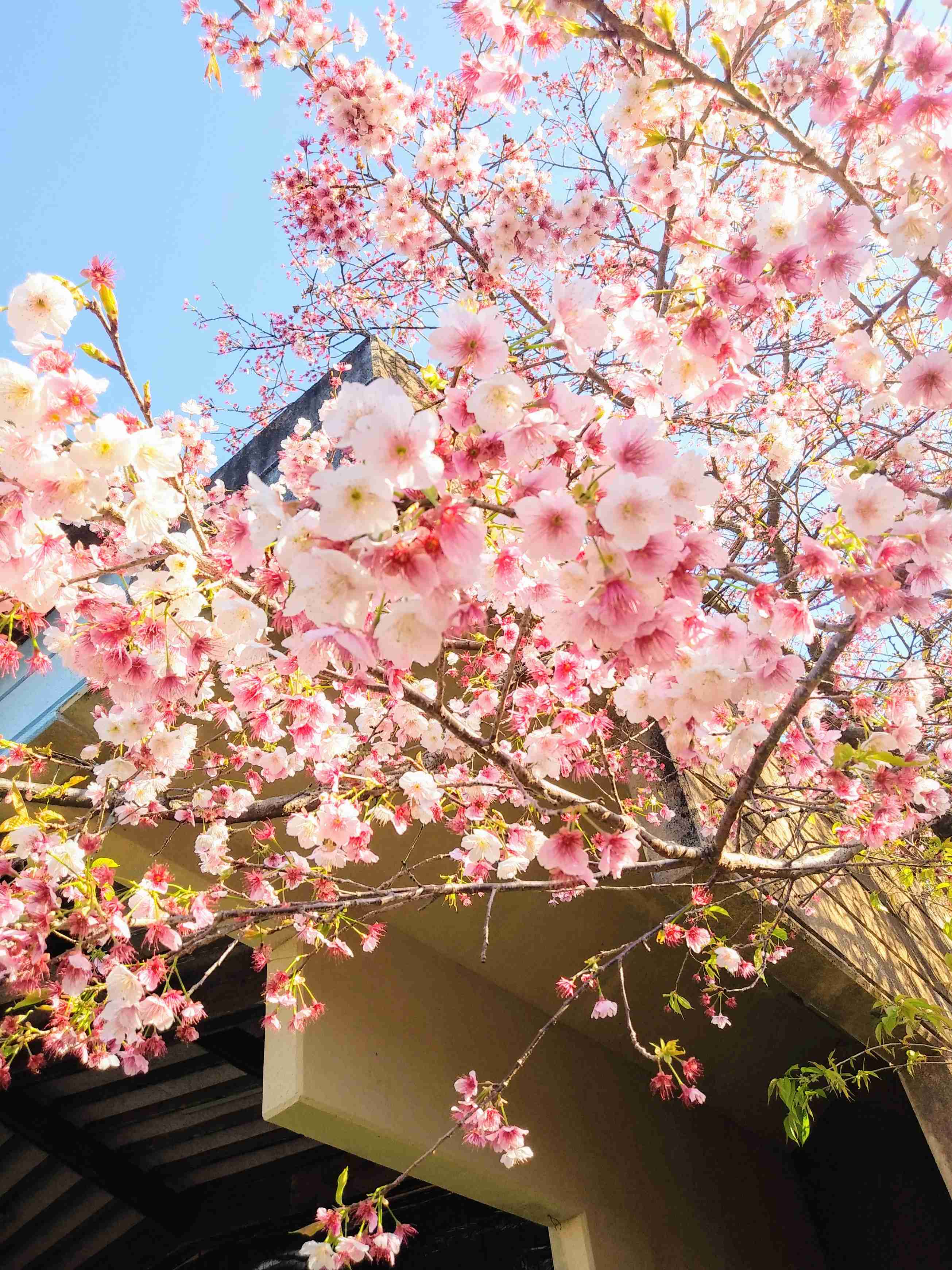 春っぽい画像を貼って春を待つ