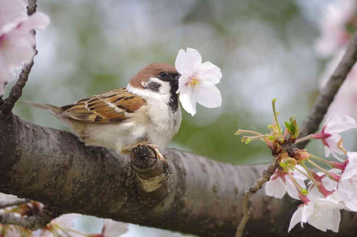 春っぽい画像を貼って春を待つ