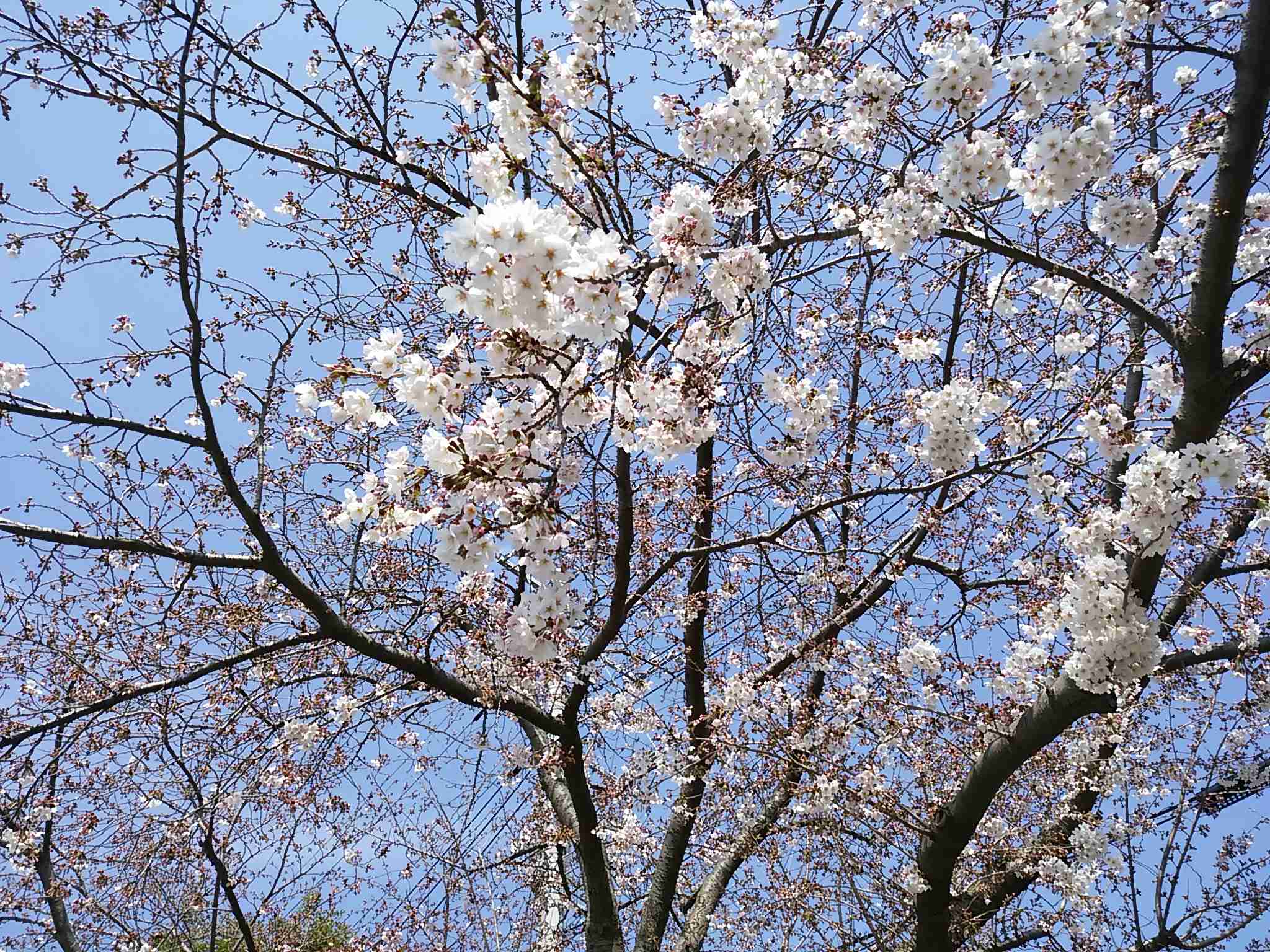 春っぽい画像を貼って春を待つ