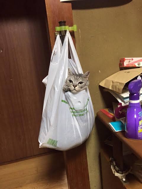 まだ一回もレジ袋を買っていない人！