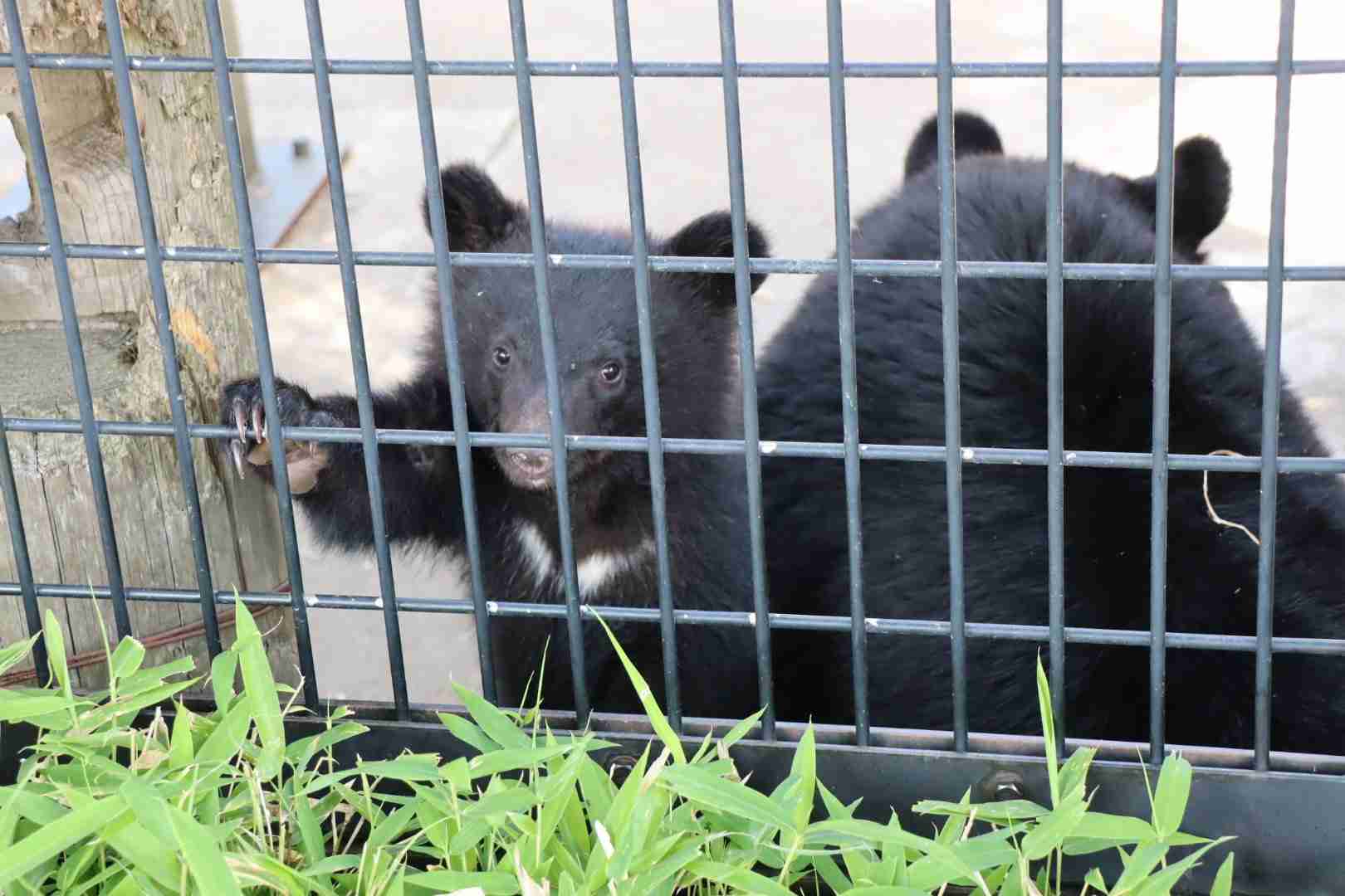 地黒の人
