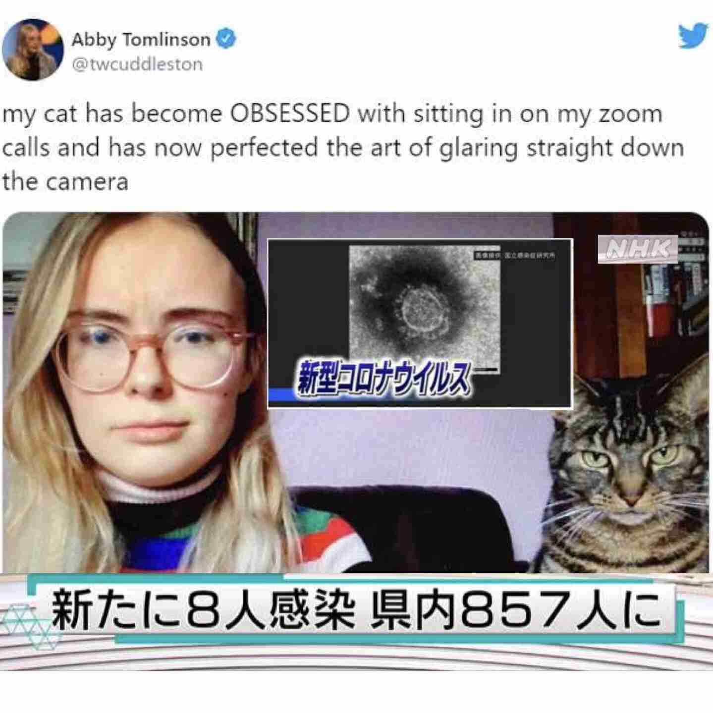 飼い主のオンライン会議に参加し続けたネコ、とうとうカメラ目線を覚える 「自分のことニュースキャスターだと思ってる?」