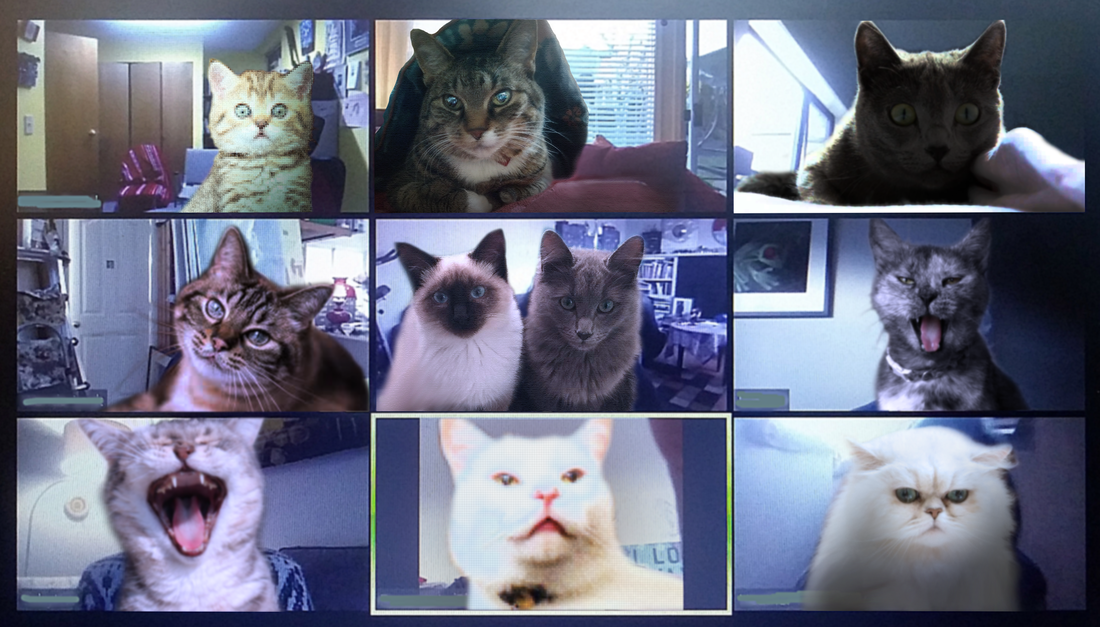 飼い主のオンライン会議に参加し続けたネコ、とうとうカメラ目線を覚える 「自分のことニュースキャスターだと思ってる?」