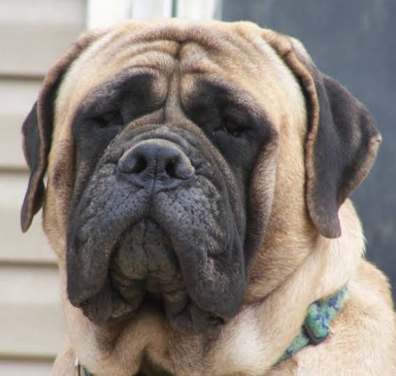 ペットの土佐犬逃走 警察が捜索 注意呼びかけ 千葉 九十九里町