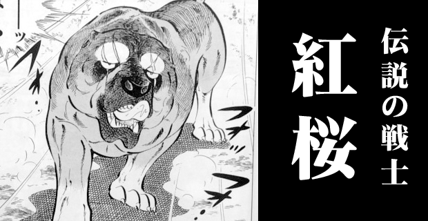 ペットの土佐犬逃走 警察が捜索 注意呼びかけ 千葉 九十九里町