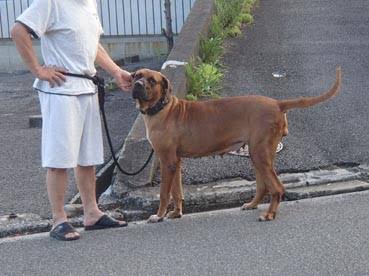 ペットの土佐犬逃走 警察が捜索 注意呼びかけ 千葉 九十九里町