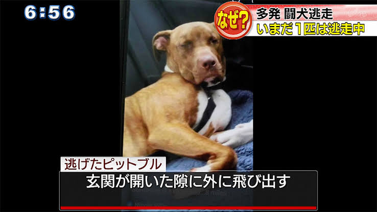 ペットの土佐犬逃走 警察が捜索 注意呼びかけ 千葉 九十九里町