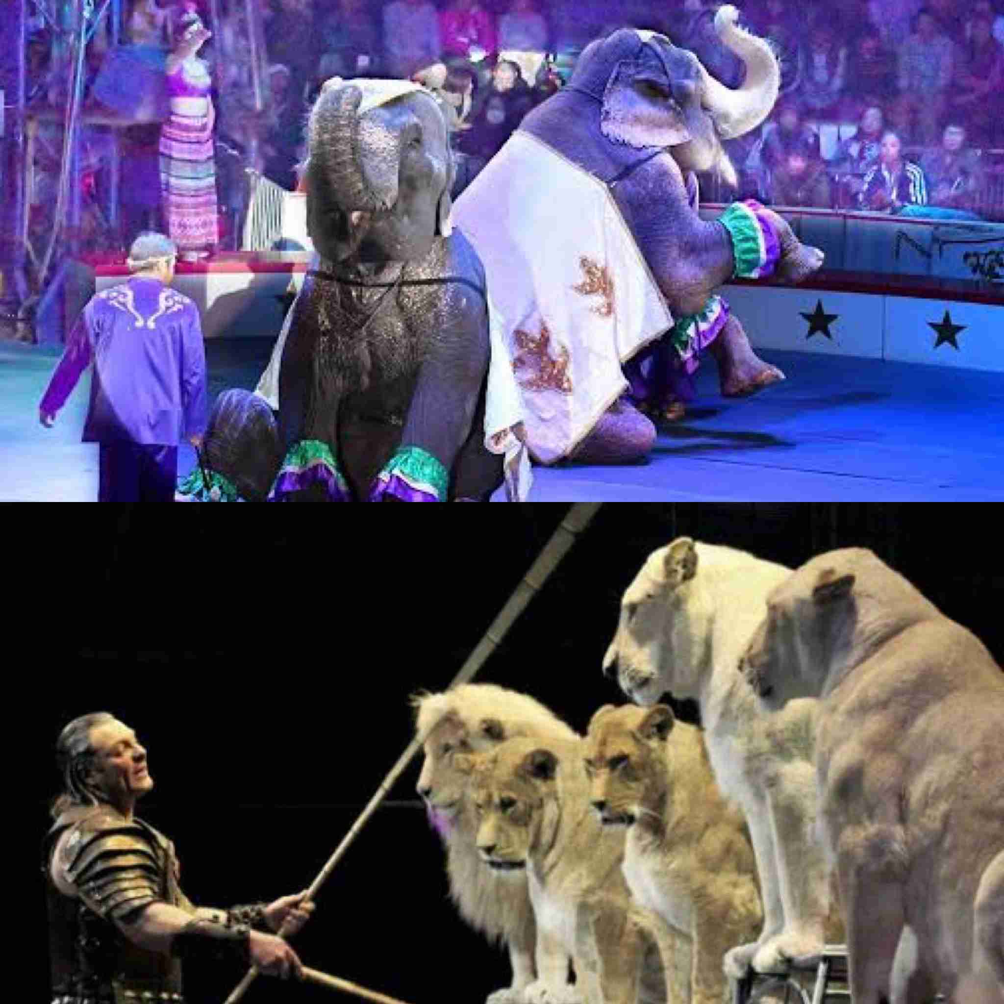 ゾウが鼻で一撃、飼育員死亡　スペイン動物園