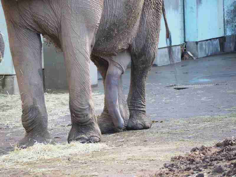 ゾウが鼻で一撃、飼育員死亡　スペイン動物園