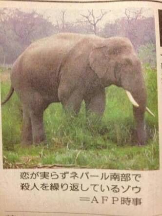 ゾウが鼻で一撃、飼育員死亡　スペイン動物園