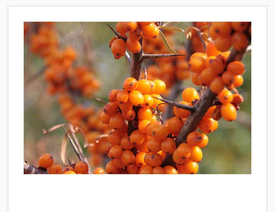 採用されなかったトピックの画像を貼って何のトピか当てよう！！