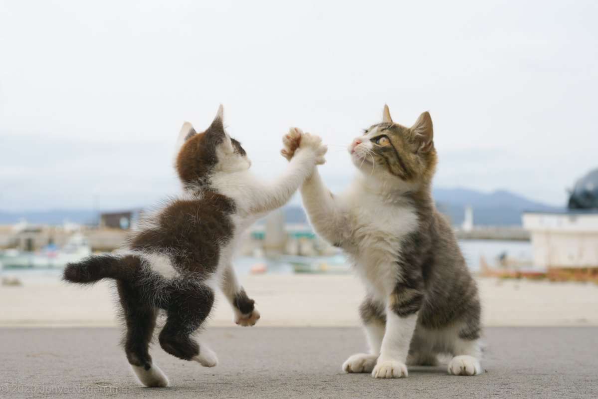 イケメン動物の画像を貼るトピ【Part2】