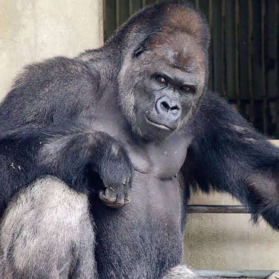 イケメン動物の画像を貼るトピ【Part2】