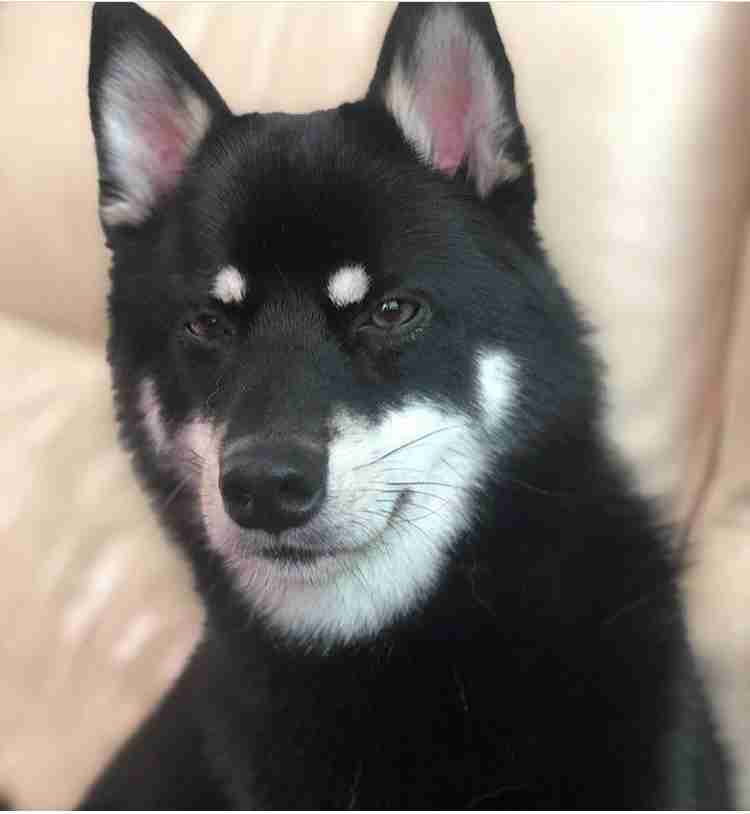 イケメン動物の画像を貼るトピ【Part2】