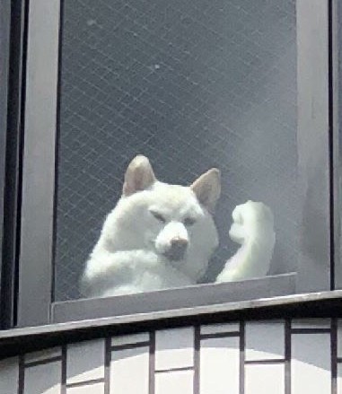 イケメン動物の画像を貼るトピ【Part2】
