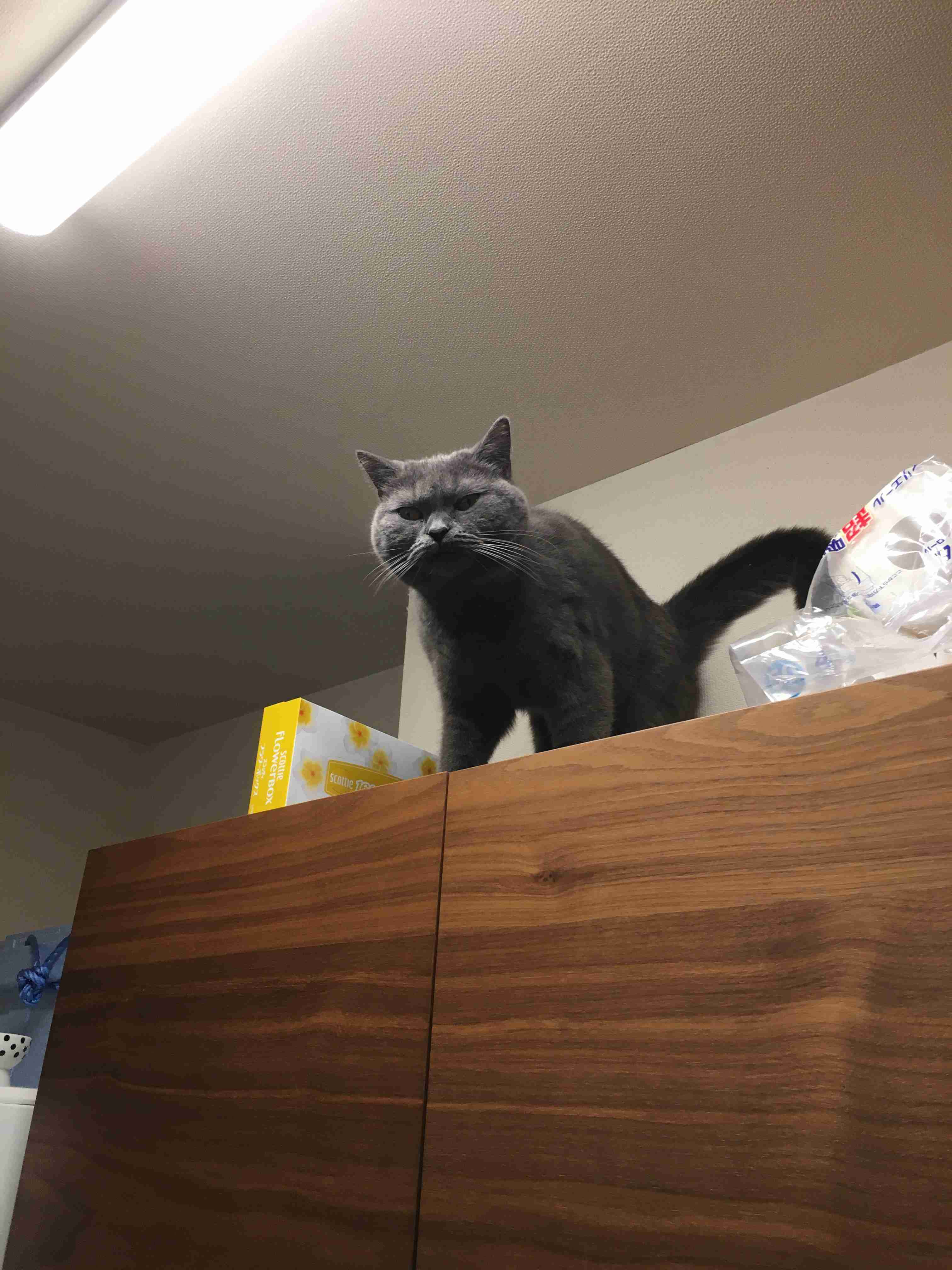 イケメン動物の画像を貼るトピ【Part2】