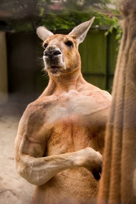 イケメン動物の画像を貼るトピ【Part2】