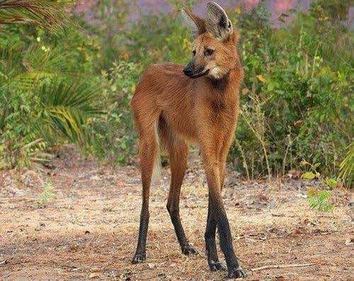 イケメン動物の画像を貼るトピ【Part2】
