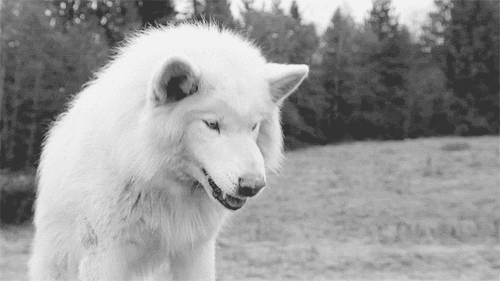 イケメン動物の画像を貼るトピ【Part2】