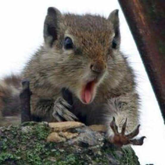 イケメン動物の画像を貼るトピ【Part2】