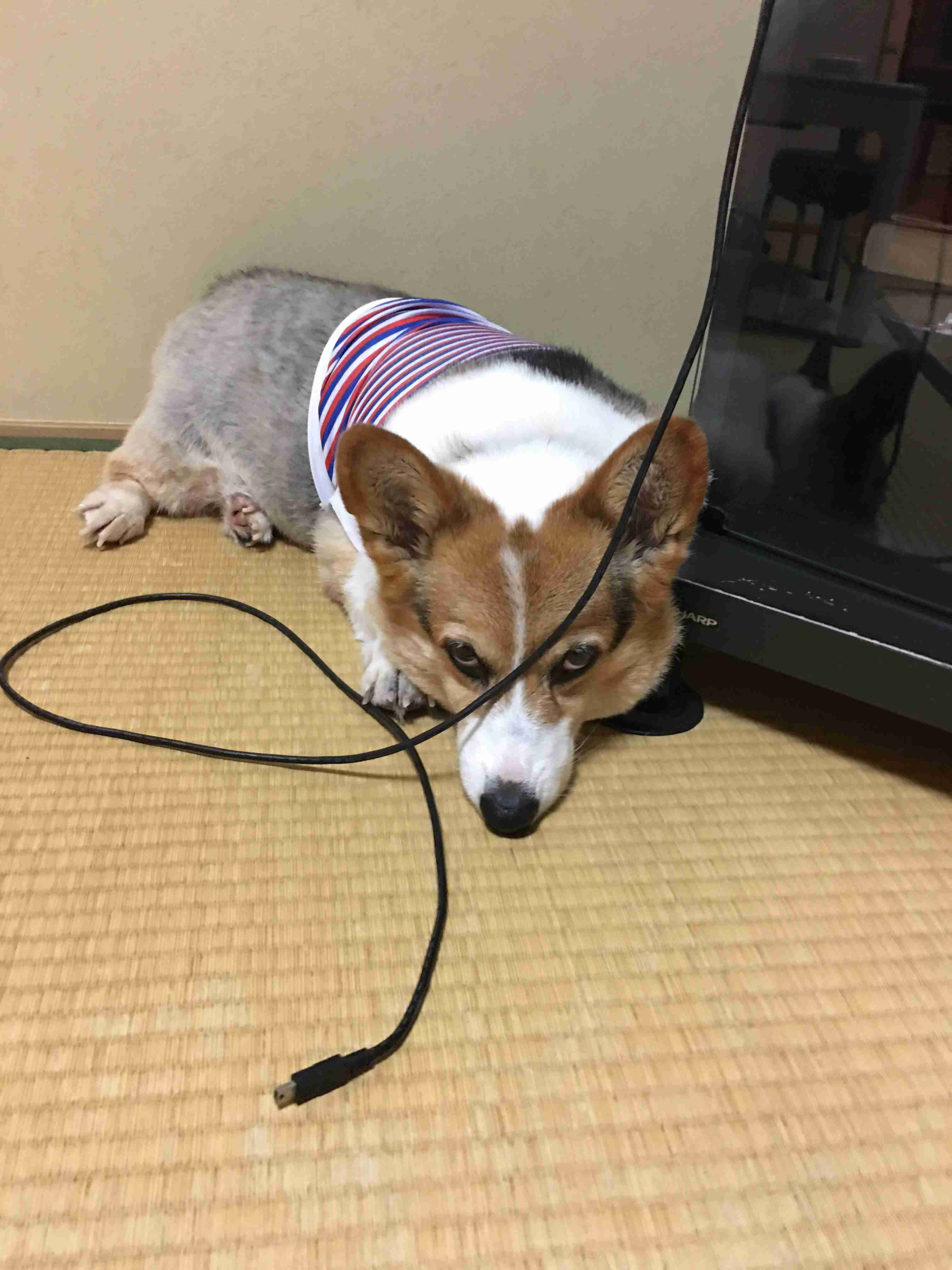 イケメン動物の画像を貼るトピ【Part2】