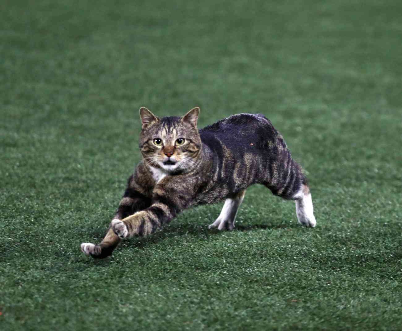 イケメン動物の画像を貼るトピ【Part2】