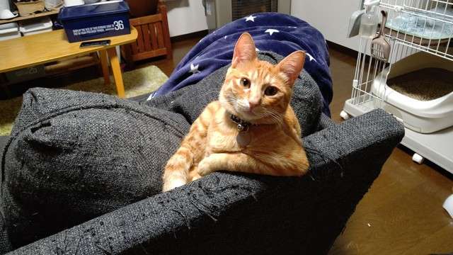 イケメン動物の画像を貼るトピ【Part2】