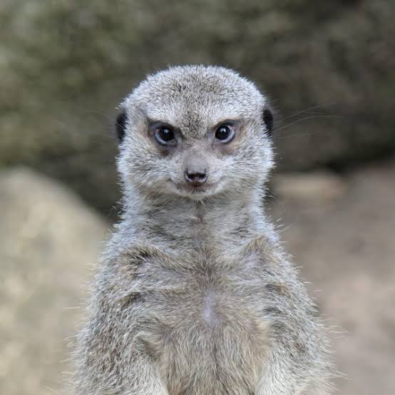 イケメン動物の画像を貼るトピ【Part2】