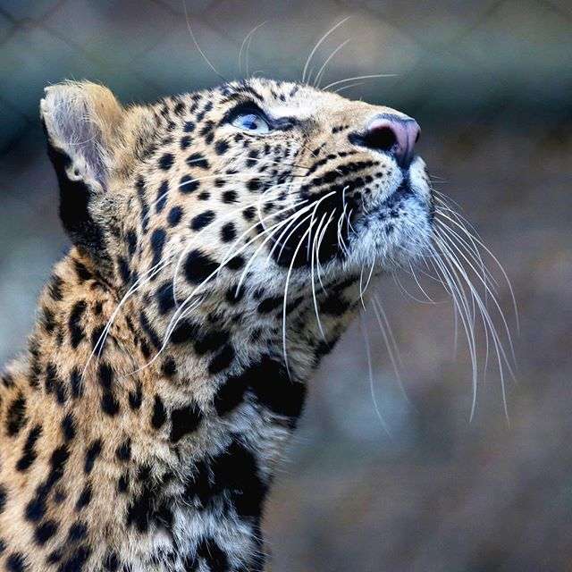 イケメン動物の画像を貼るトピ【Part2】
