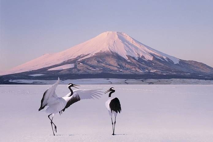 イケメン動物の画像を貼るトピ【Part2】