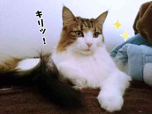 イケメン動物の画像を貼るトピ【Part2】