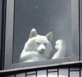 イケメン動物の画像を貼るトピ【Part2】