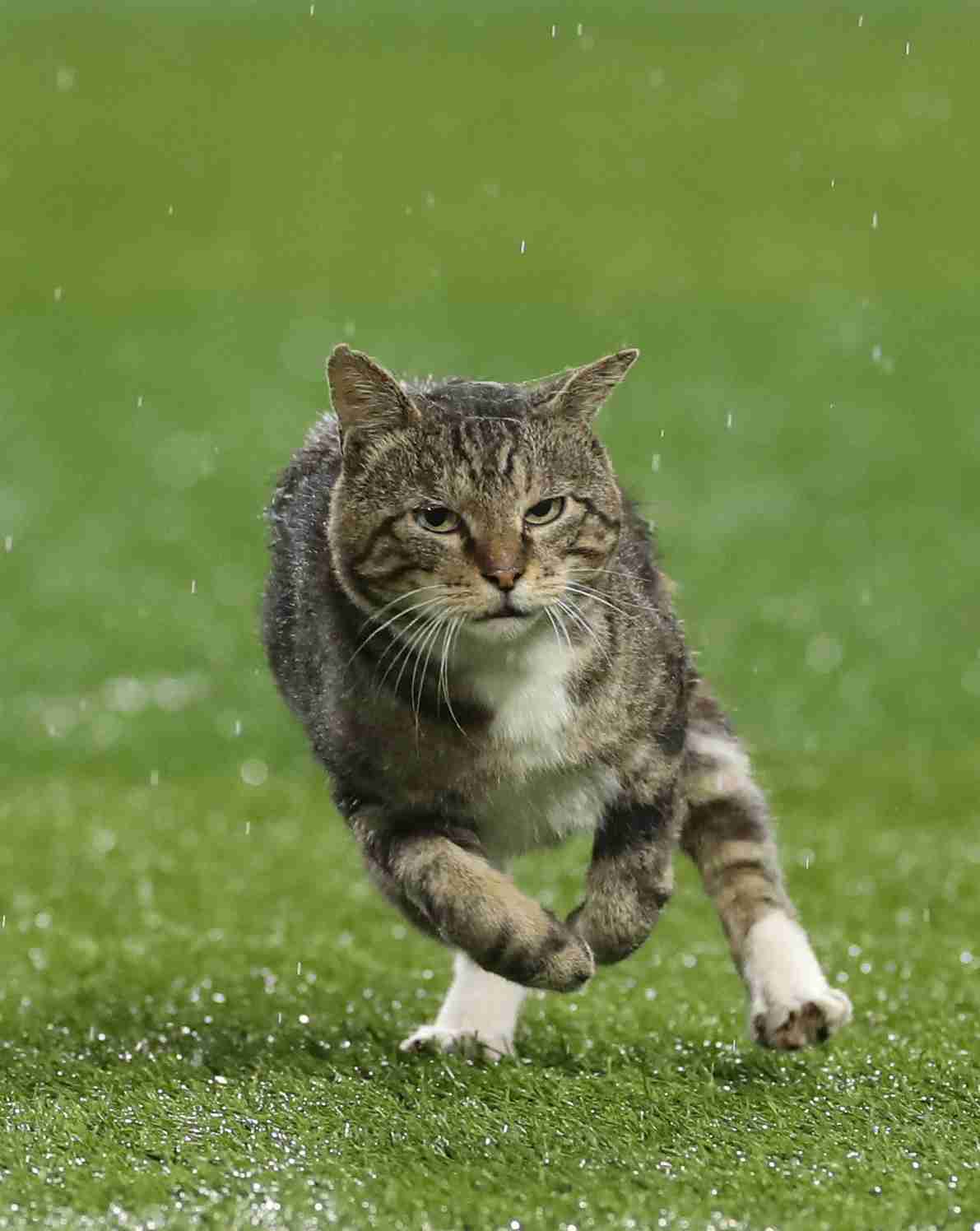 イケメン動物の画像を貼るトピ【Part2】