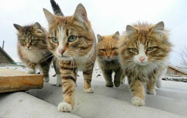 イケメン動物の画像を貼るトピ【Part2】