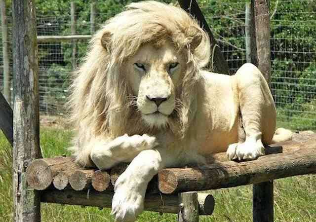イケメン動物の画像を貼るトピ【Part2】