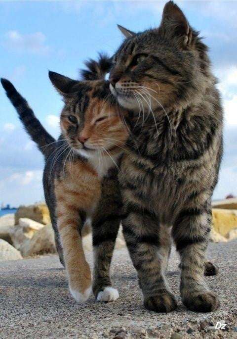 イケメン動物の画像を貼るトピ【Part2】