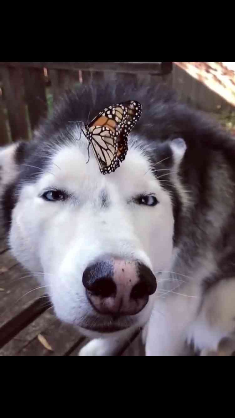 イケメン動物の画像を貼るトピ【Part2】