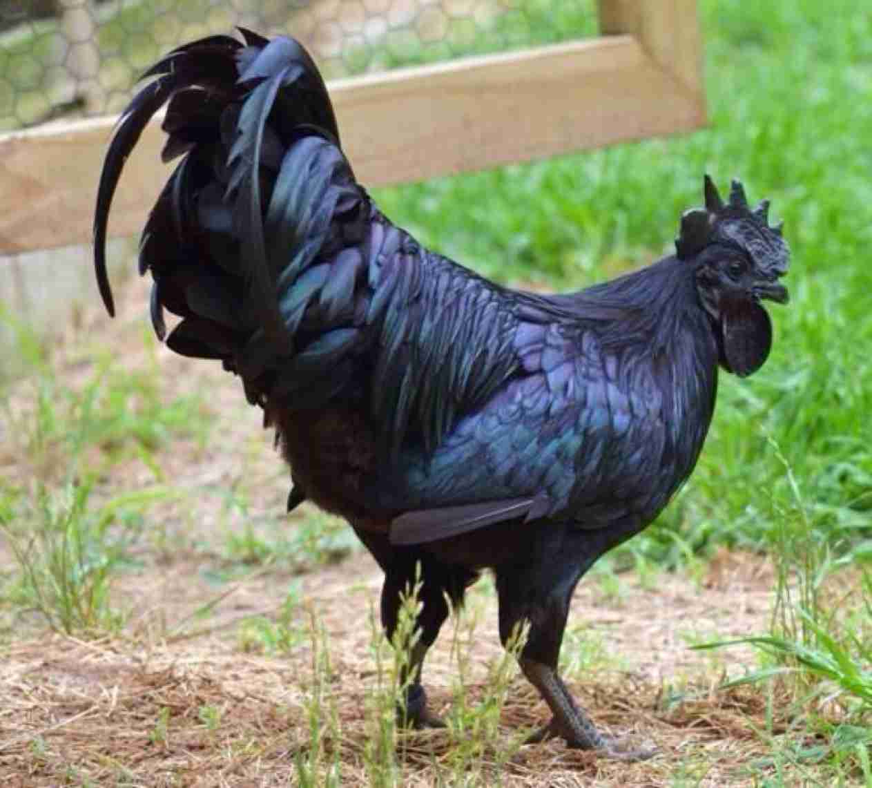 イケメン動物の画像を貼るトピ【Part2】